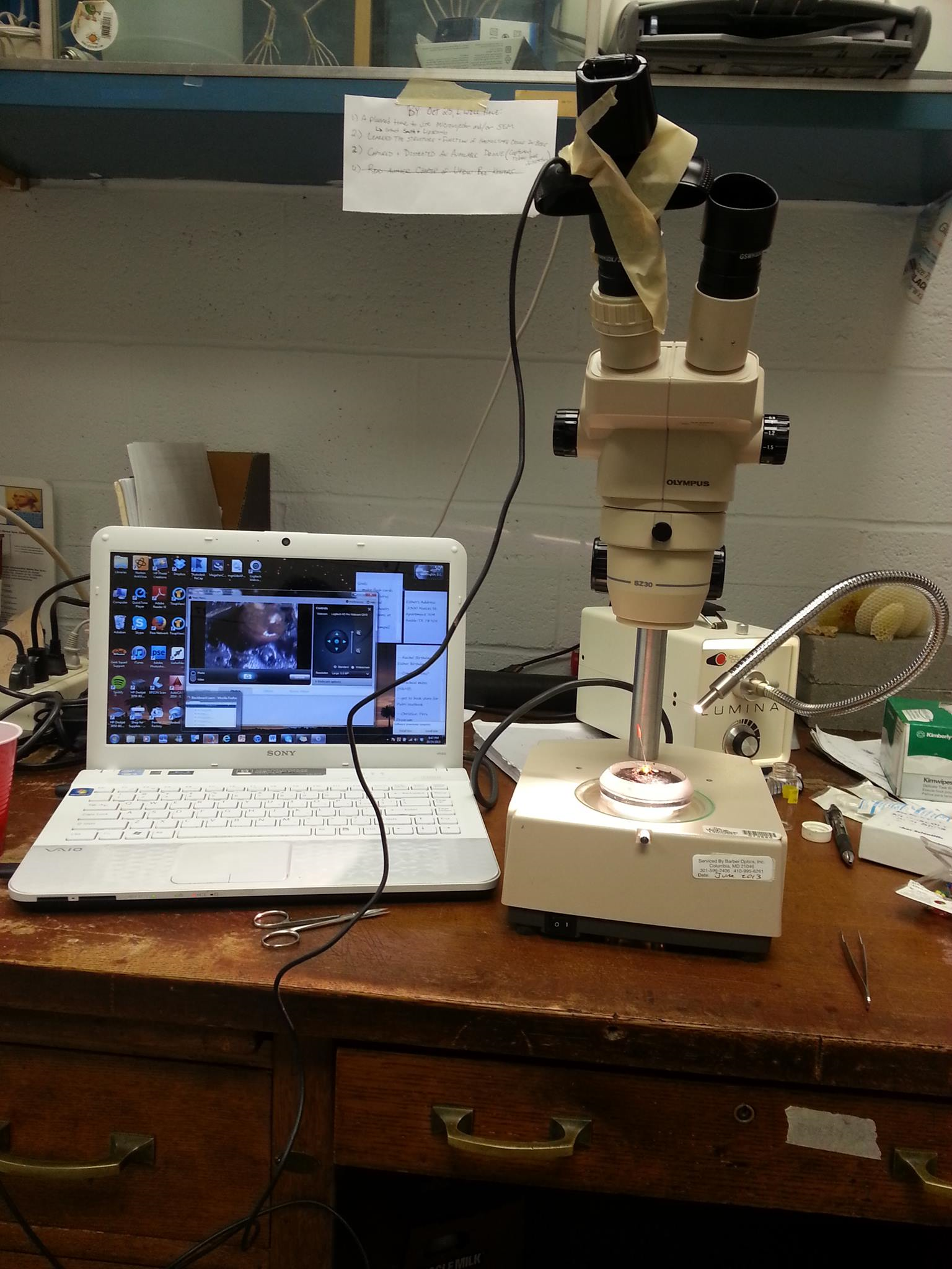 An image of a light microscope with a web cam taped to the occular lense; beside it is a laptop showing a video of under the scope